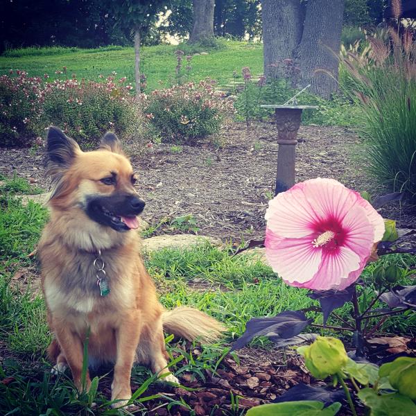 /Images/uploads/Humane Rescue Alliance/HRACalendarPhotoContest/entries/9094thumb.jpg